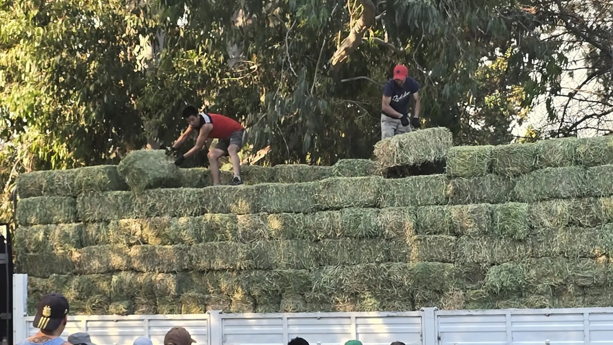 El Bolsón: asistencia alimentaria para animales afectados por el incendio