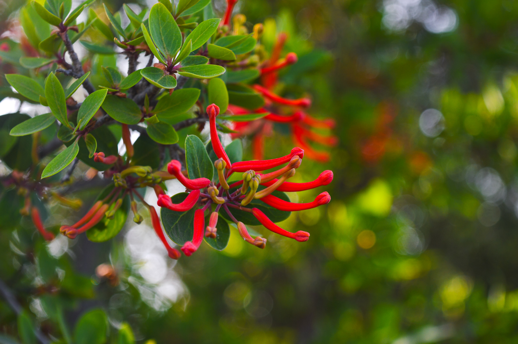 Jornada en Bariloche de flores y plantas nativas de la Patagonia