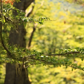 21 de marzo: Día Internacional de los Bosques