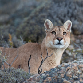 Neuquén derogó los artículos que habilitan la caza deportiva del Puma