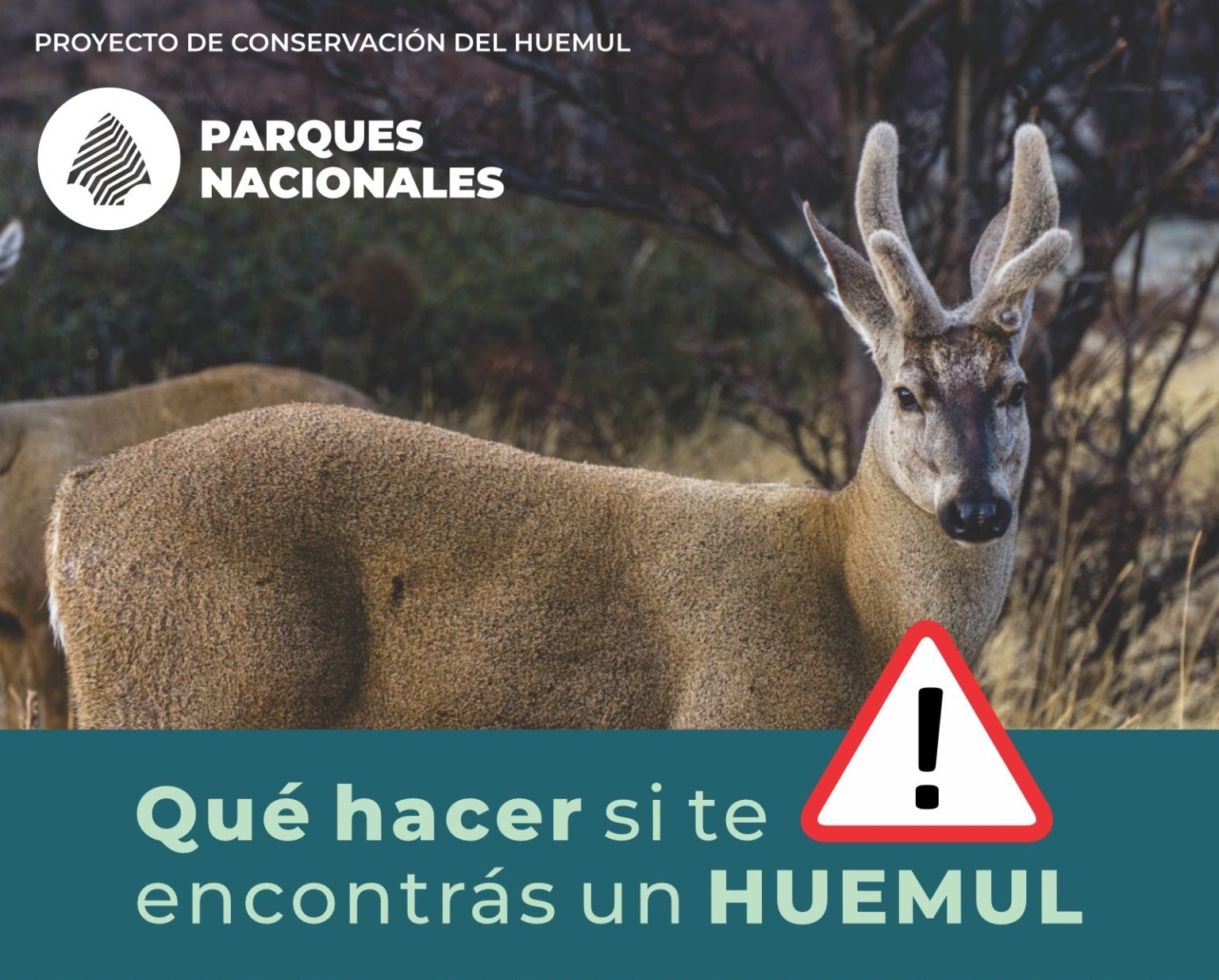 Recomendaciones del programa de conservación del Huemul: trabajo conjunto de Argentina y Chile