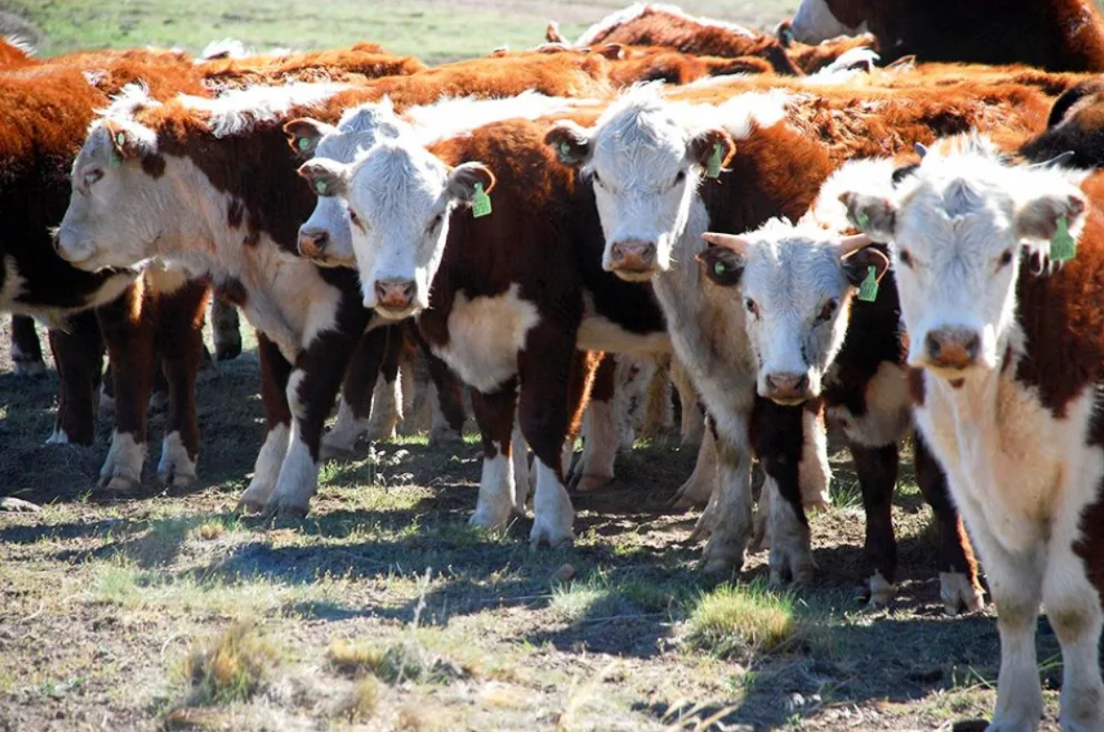 Barrera Sanitaria: Neuquén propone extender los beneficios del estatus al resto del país