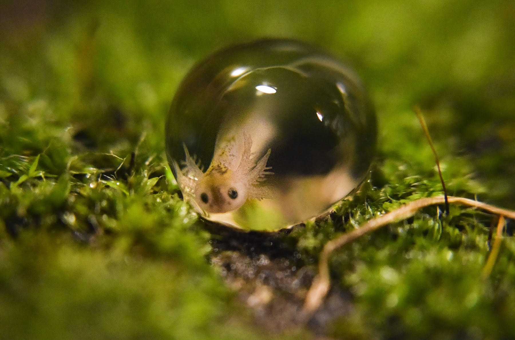Preinscripción en Bariloche: taller de Fotografía Microscópica de alta calidad