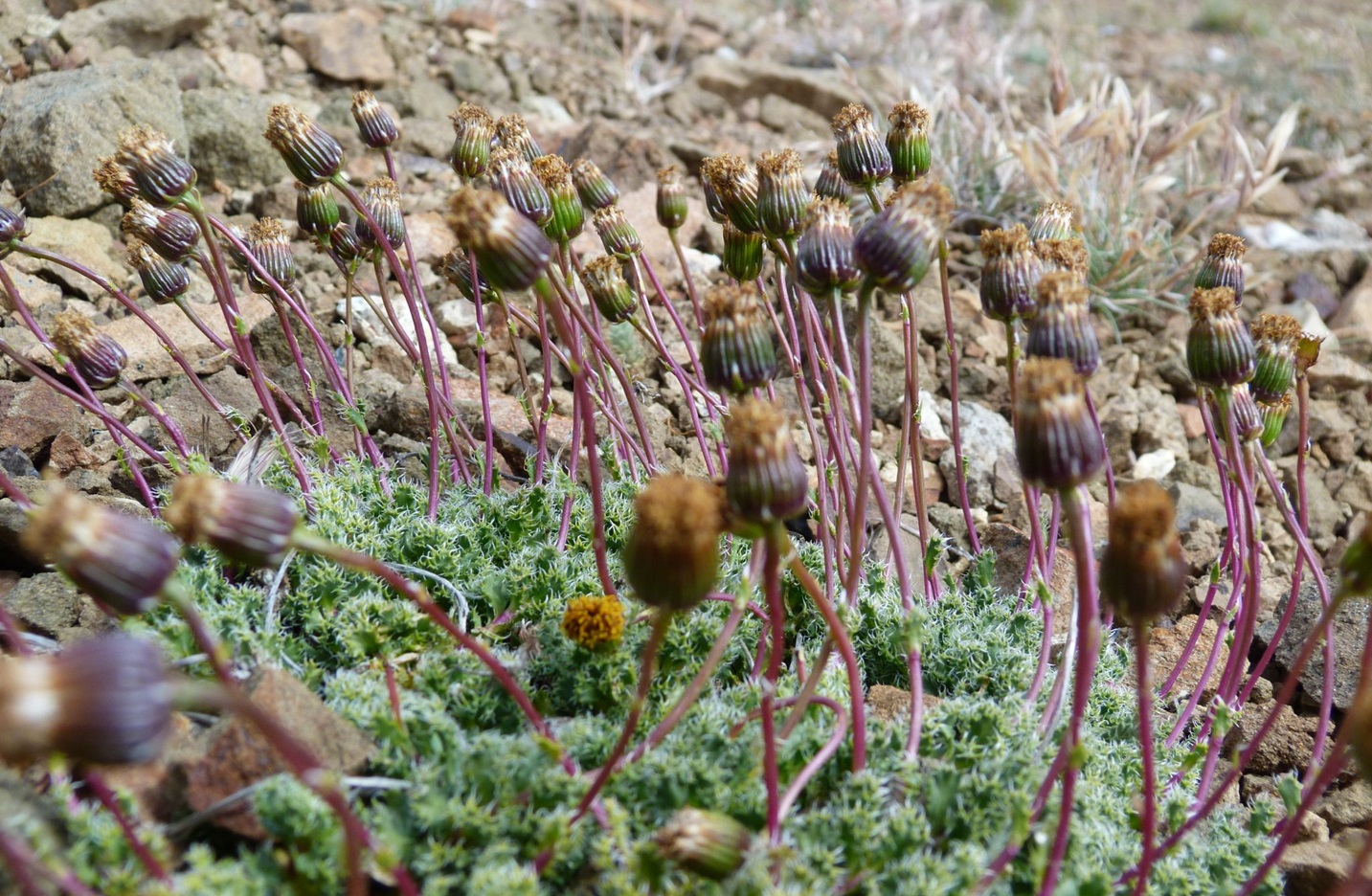 Conservación del senecio del cerro Carbón y control de pinos en el área