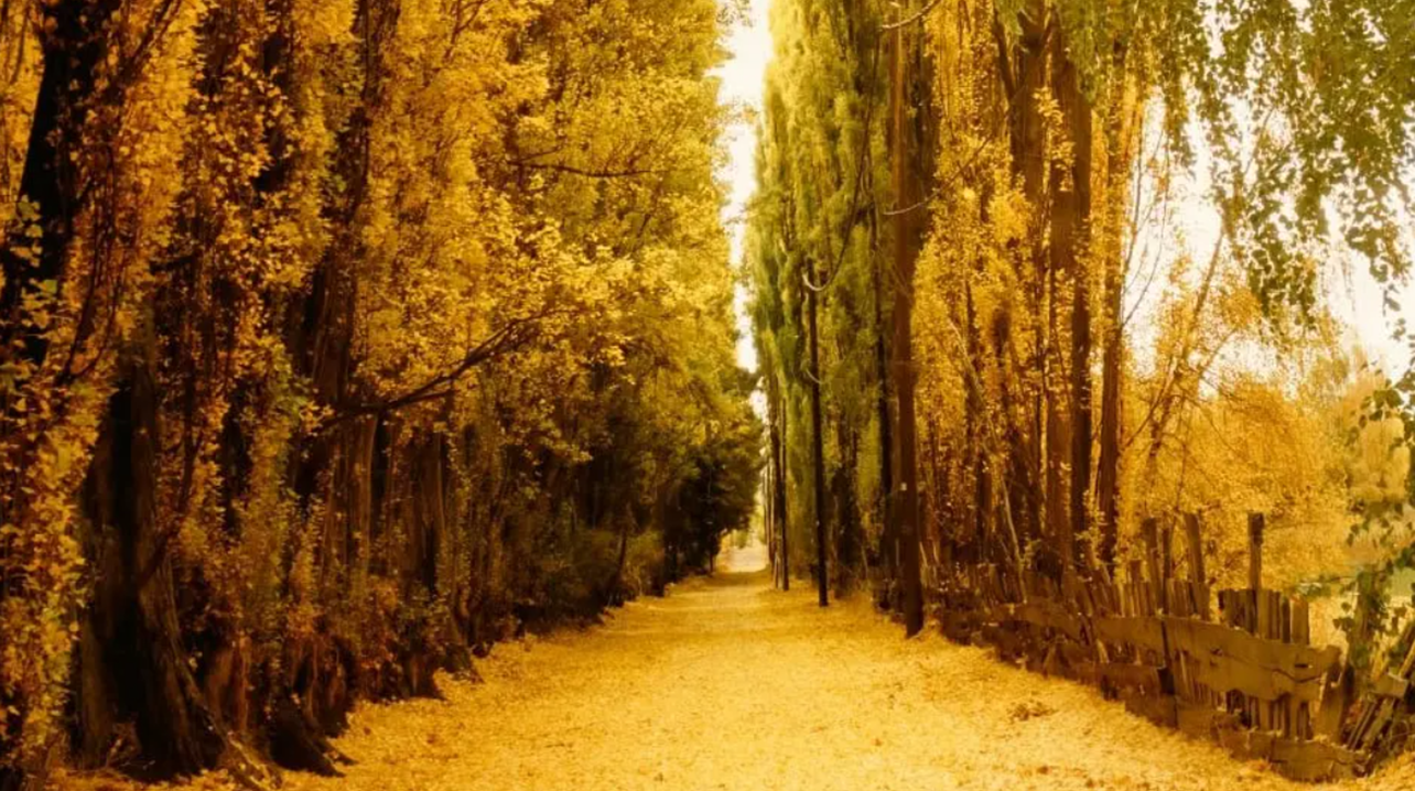 Descubrí el otoño de Dina Huapi: color, naturaleza y tranquilidad