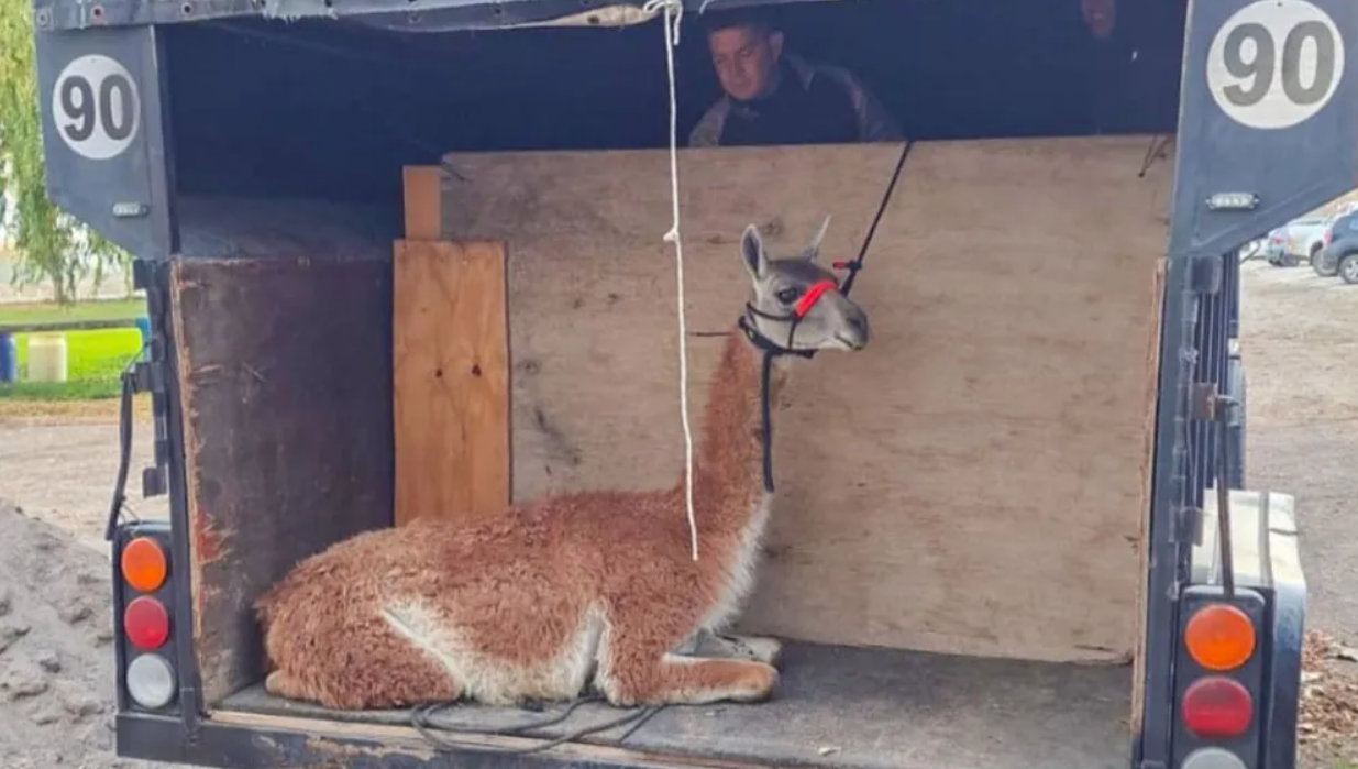 El guanaco rescatado en el río Limay será reinsertado en su hábitat natural