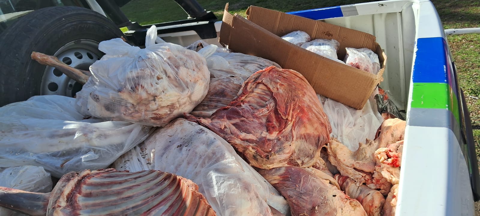 Bariloche: secuestran un vacuno de 100 kilos faenado clandestinamente