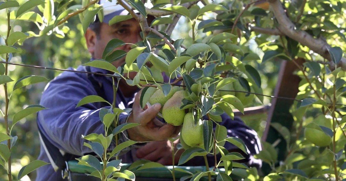 El gobierno nacional abre la puerta a las peras chinas y cierra el futuro de nuestros productores