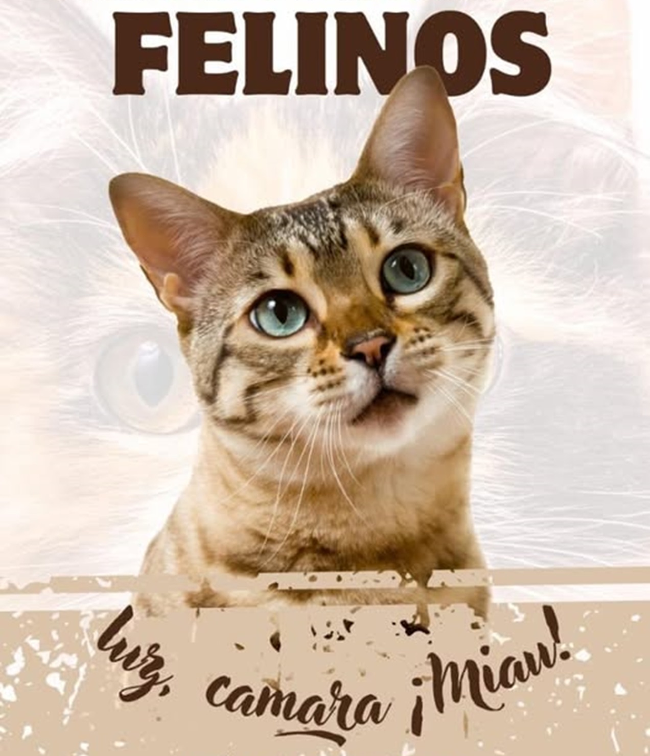Sanidad Animal lanza un concurso fotográfico felino en Bariloche