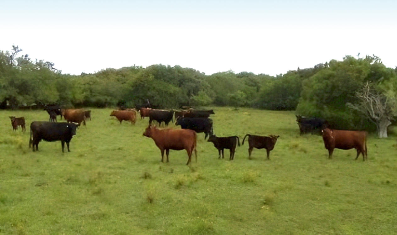 Perdió 31 vacas por un conflicto contractual: condena contra la dueña del campo