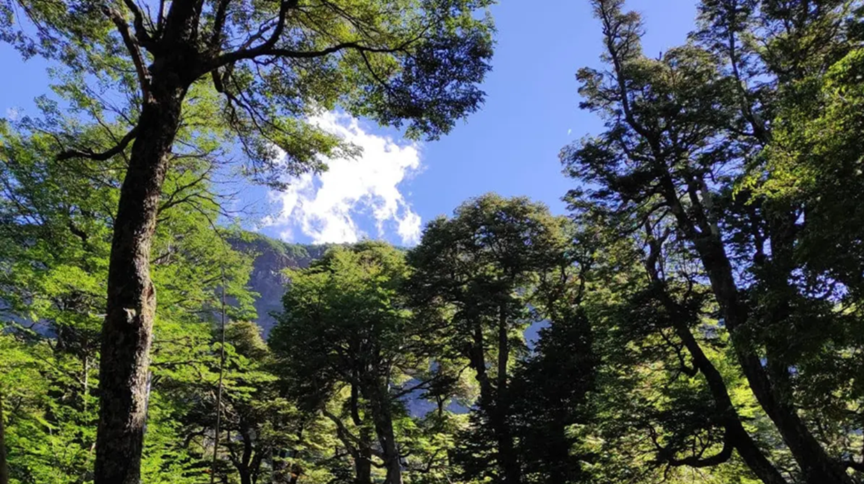 La Subsecretaría de Recursos Forestales admite incumplimientos en la protección de bosques nativos