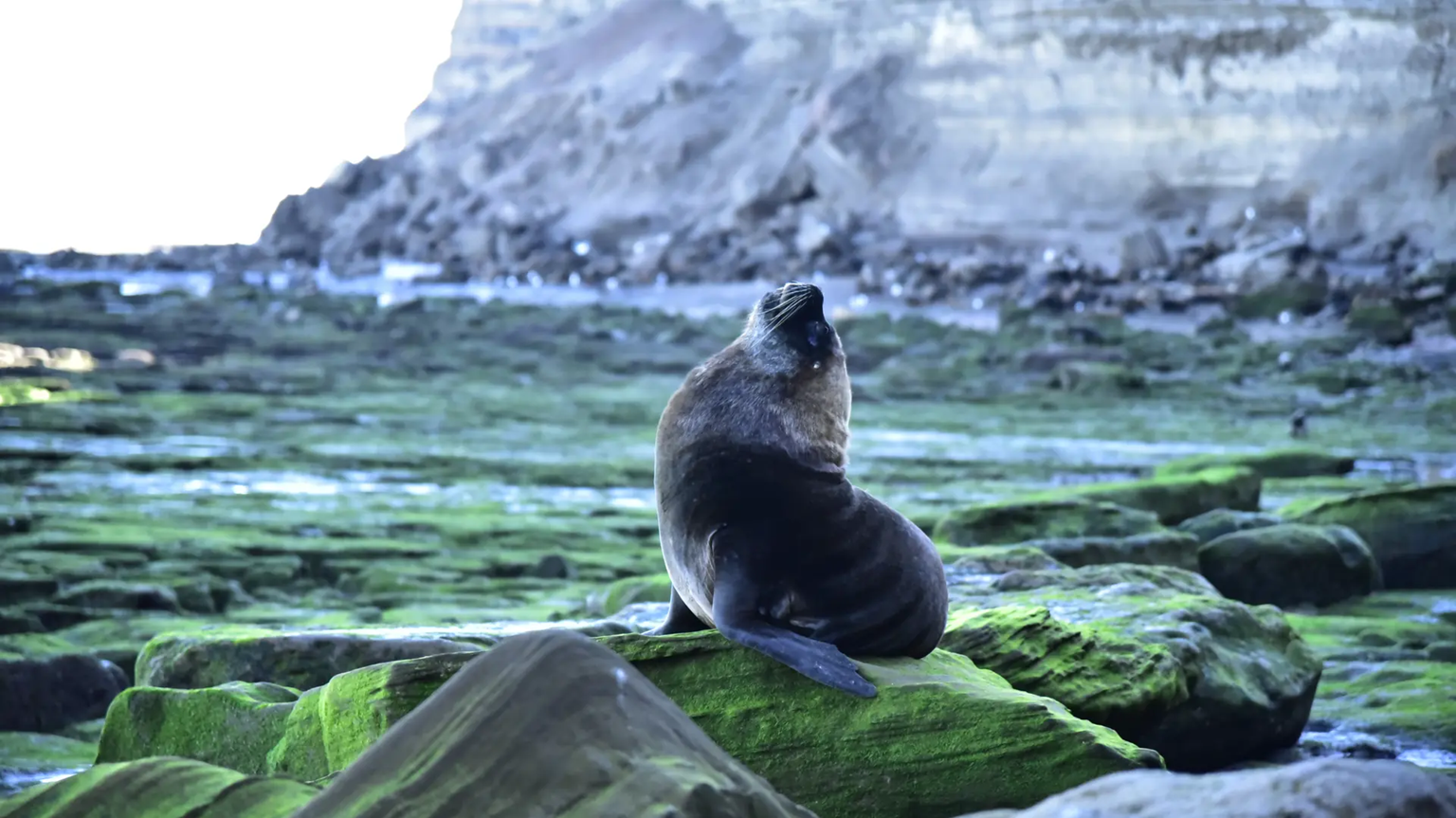 Río Negro impulsa acciones en el día internacional de la biodiversidad