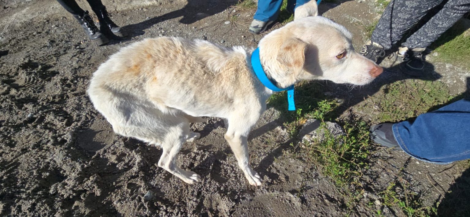 Sanidad Animal trabaja en la recuperación de tres caninos en estado grave