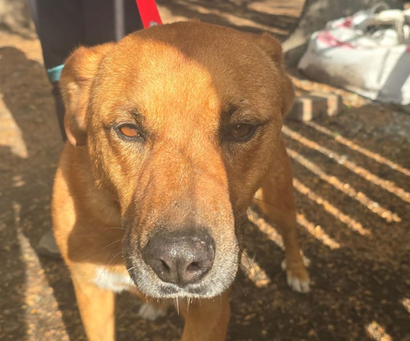 Adopción en Sanidad animal: la historia de Florencia y Mauro