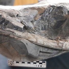 Hallan en Neuquén un cocodrilo marino de 150 millones de años