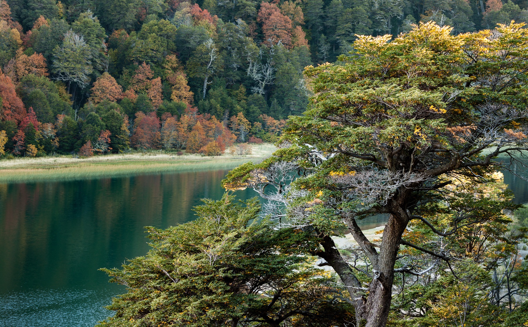 STJ hace lugar a Mandamus: Río Negro deberá completar el Ordenamiento Territorial de Bosques Nativos