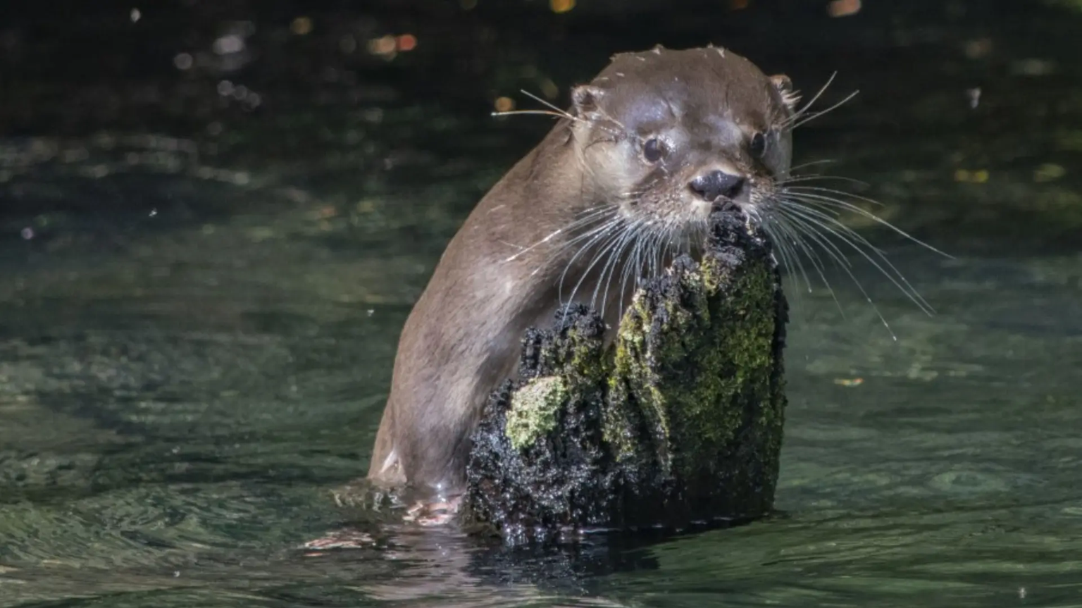Monitoreo conjunto para la conservación del Huillín