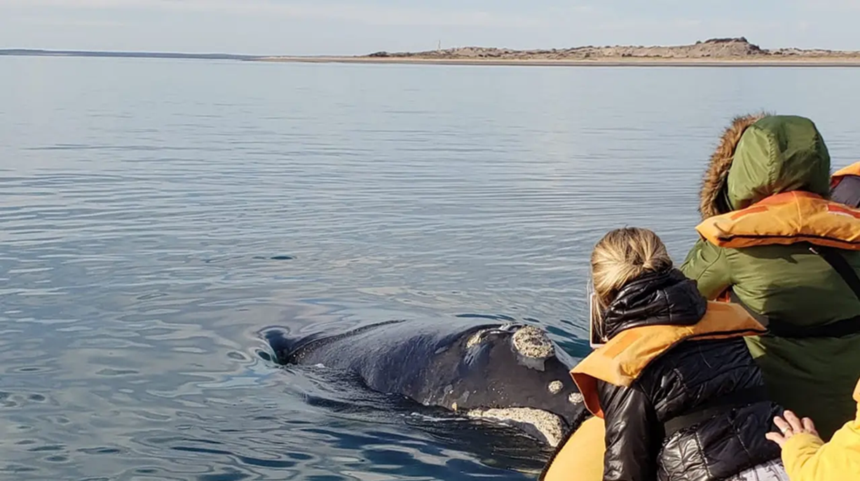 Las ballenas llegaron a la costa rionegrina