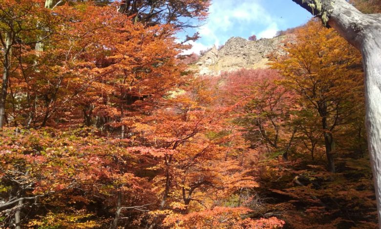 Bariloche: Día del Bosque Andino Patagónico, un día de duelo